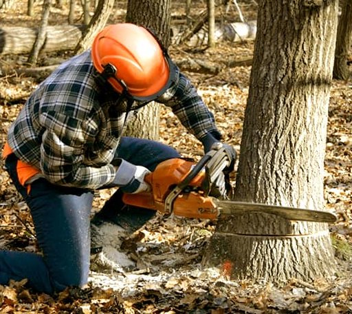 Tree Removal in Louann, AR